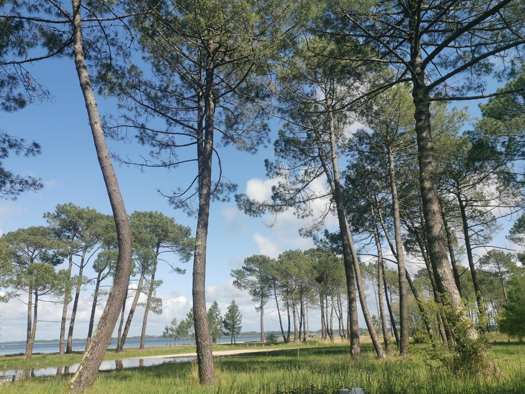 Appartements Au Coeur Du Golf, Proche Du Lac Et Velodyssee Biscarrosse Dış mekan fotoğraf